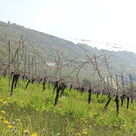 Ferienwohnung Weingut Kloster Pforta Naumburg  Exteriör bild
